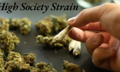 High Society Strain: Everything You Need to Know