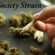 High Society Strain: Everything You Need to Know