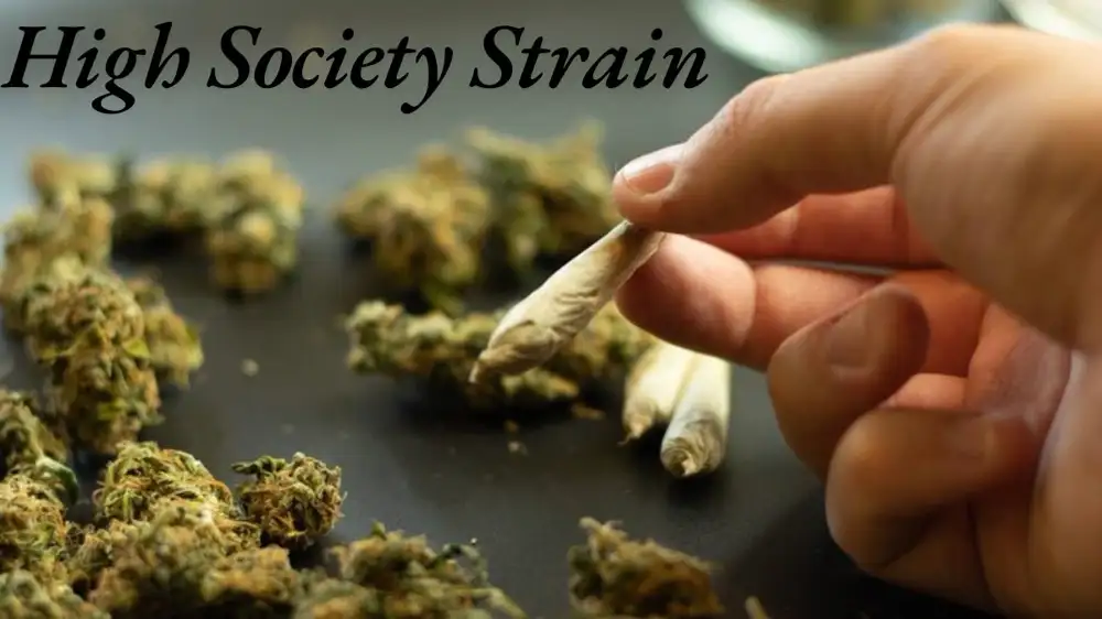 High Society Strain: Everything You Need to Know