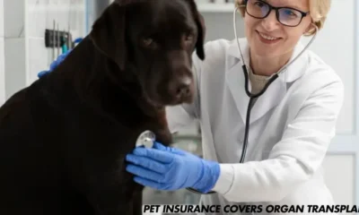 What Pet Insurance Covers Organ Transplant?