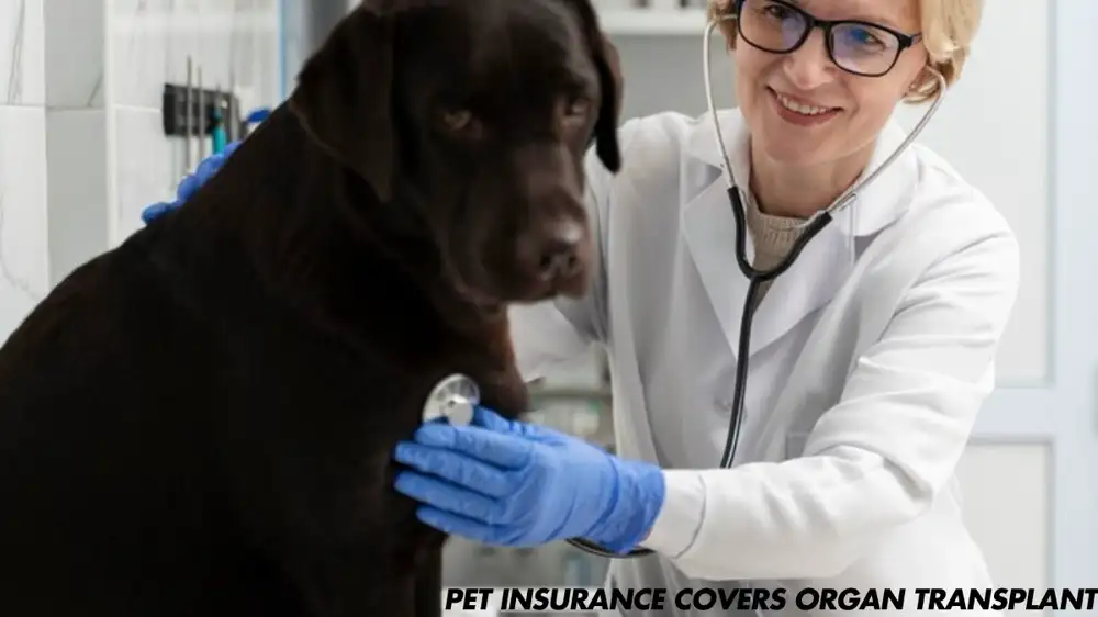 What Pet Insurance Covers Organ Transplant?