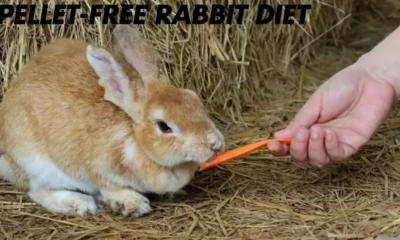 A Pellet-Free Rabbit Diet: 7 Reasons It's a Healthier Way to Feed Your Bunny