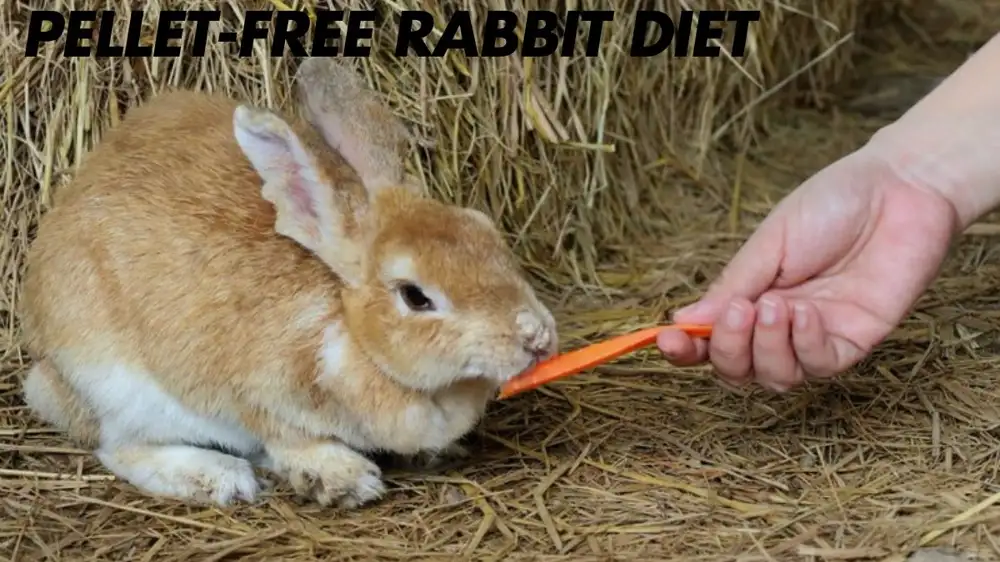 A Pellet-Free Rabbit Diet: 7 Reasons It's a Healthier Way to Feed Your Bunny