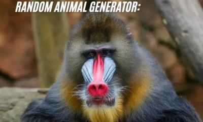 Discover the Power of a Random Animal Generator: 5 Creative Ways to Use It