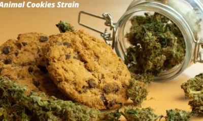 Animal Cookies Strain: 7 Powerful Insights into Its Origins, Effects, and Benefits