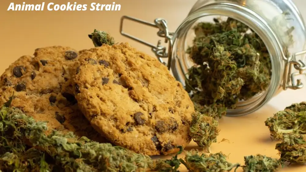 Animal Cookies Strain: 7 Powerful Insights into Its Origins, Effects, and Benefits