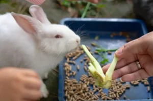 Why Choose a Pellet-Free Rabbit Diet?