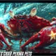 City of Heroes Crab Perma Pets: A Complete Guide