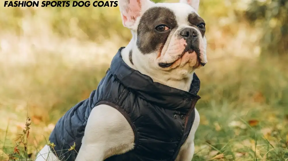 Fashion Sports Dog Coats: The Ultimate Guide to Stylish and Functional Wardrobe for Your Furry Friend