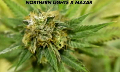 Northern Lights X Mazar: A Powerful Hybrid with Rich Genetics and Relaxing Effects