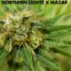 Northern Lights X Mazar: A Powerful Hybrid with Rich Genetics and Relaxing Effects