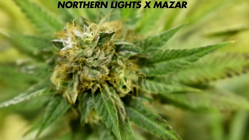 Northern Lights X Mazar: A Powerful Hybrid with Rich Genetics and Relaxing Effects